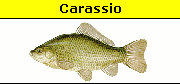 Carassius Carassius