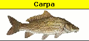 Carpa