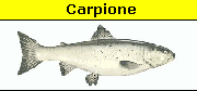 Carpione