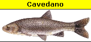 Cavedano