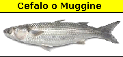 Cefalo o Muggine
