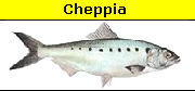 Cheppia