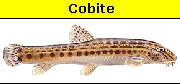 Cobite