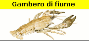 Gambero di fiume
