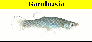 Gambusia