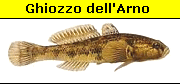 Ghiozzo dell'arno