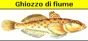 Ghiozzo di fiume