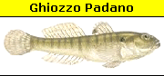 Ghiozzo padano