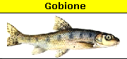 Gobione