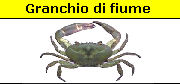 Granchio di fiume