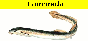 Lampreda