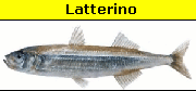 Latterino