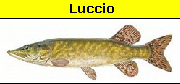 Luccio