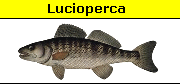 Lucioperca