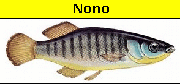Nono