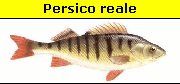 Persico reale