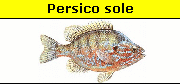 Persico sole