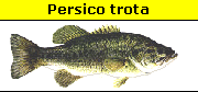 Persico trota o black bass