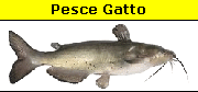 Pesce gatto