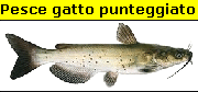 Pesce gatto maculato