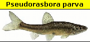 Pseudorasbora o Cebacek