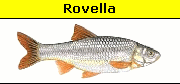 Rovella