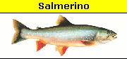 Salmerino