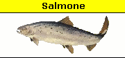 Salmone