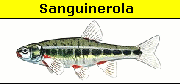 Sanguinerola