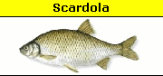Scardola