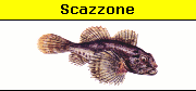 Scazzone