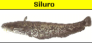 Siluro