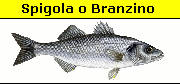 Spinarello