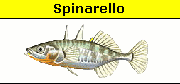 Spigola o branzino