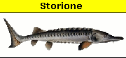 Storione comune