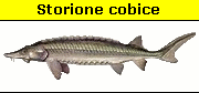 Storione cobice