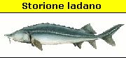 Storione ladano