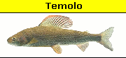 Temolo