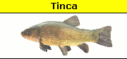 Tinca