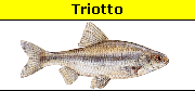 Triotto