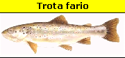 Trota fario