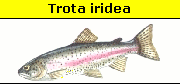 Trota iridea