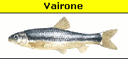 Vairone