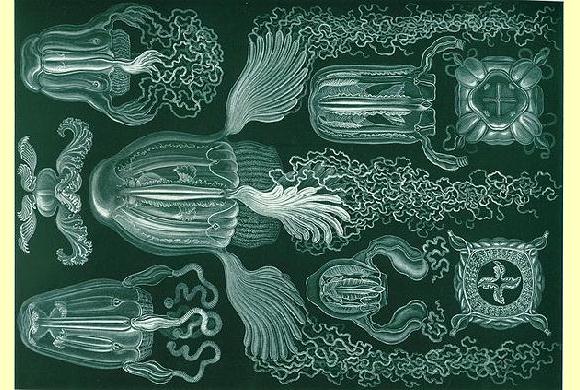 :.Specie Invertebrati.: