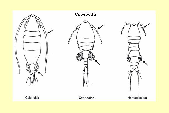 :.Specie Invertebrati.: