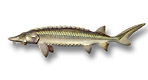 Acipenseriformes