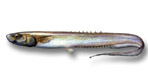 Notacanthiformes