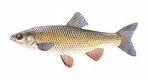 Cypriniformes