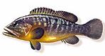Perciformes