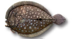 Pleuronectiformes